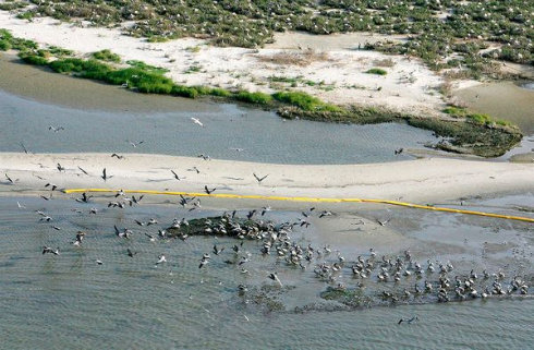 gulf oil birds coast boom