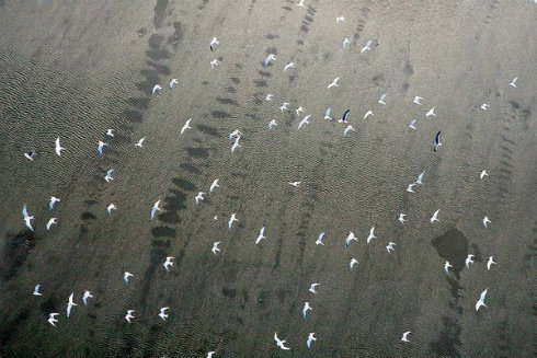 gulf oil birds overhead