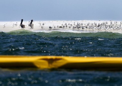 PollDam Birds