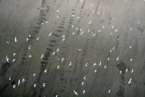 PollDam aboveBirds