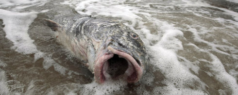 PollutionDamage Fish