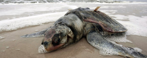 PollutionDamage Turtle2