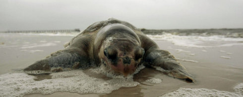 PollutionDamage Turtle PollutionDamage Turtle